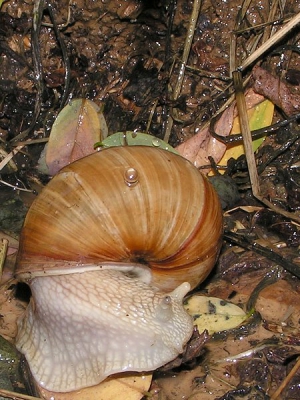<i class='fa fa-user'></i> huub machiels | Wijngaardslak  <i class='fa fa-eye'> 349</i>   <i class='fa fa-comment-o'> 5</i>