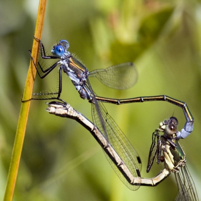 Paringswiel van de Tangpantserjuffer. Vleugel van vrouwtje weggesneden om legapparaat met Vulvaardoorn (als ik het goed heb) goed te laten zien. Volgende foto is het wiel rond.