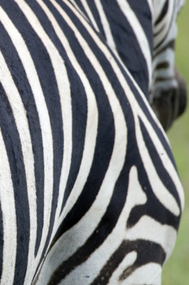Niet nederland, maar een zebra blijft mooi. Aan de strepen is te zien dat het een Grvy is (waar zou je dat anders aan moeten zien...)