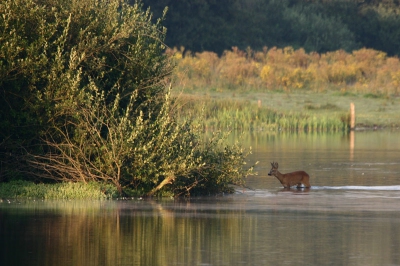 Tja, een zoogdieren in t landschap foto..Gisterochtend erg vroeg kwam deze reebok oversteken.

sigma 50-500 op 500 f 8.0
