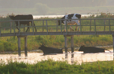 <i class='fa fa-user'></i> luc hoogenstein | Grote grazers op de Tiendgorzen  <i class='fa fa-eye'> 145</i>   <i class='fa fa-comment-o'> 3</i>