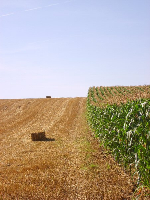 de oogstperiode voor graan is weer begonnen en dat levert weer een fris landschap.
