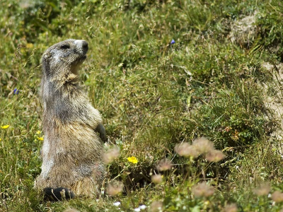 H��l voorzichtig en tijgerend kon ik hem/haar benaderen totdat ze hij/haar het genoeg vond en in haar hol terugging. 
Nikon D70s en 300/4.0