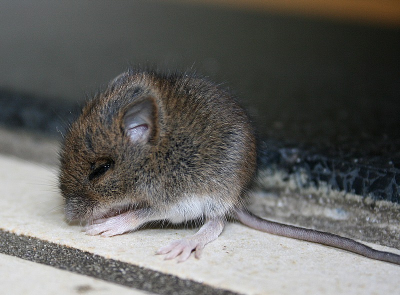 Moeder huismuis was door de kat van de buren gegrepen. Dus de kleintjes doolden maar wat rond. Toen ik thuiskwam dacht ik dat er een knikker op de dorpel lag.
Het minimuisje wist niet wat te doen toen ik met de lens zo dichtbij kwam.
Nog dagen drentelden deze knikkermuisjes door onze tuin.