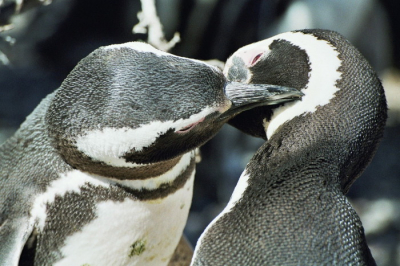 Pinguins die elkaar aflossen van het nest. Dat kan zeker niet zonder een goede begroeting.