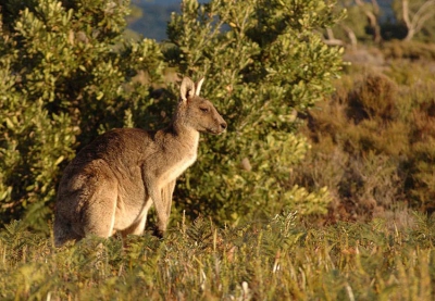We waren in Australie op vakantie. Toen we onderweg waren van Sydney naar Melbourne, bleven we 1 nacht in Wilson's promontory nationaal park. Daar zagen we Grijze Kangoeroe's, ze waren heel rustig. Daardoor heb ik deze foto kunnen maken.