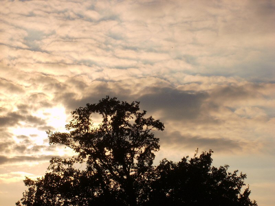 Grote eik bij avondlicht. Foto is niet bewerkt, alleen heel iets onderbelicht.