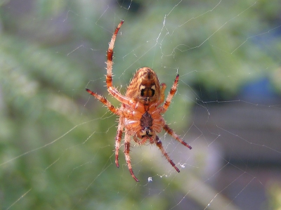 <i class='fa fa-user'></i>&nbsp;huub machiels&nbsp;| Kruisspin&nbsp; <i class='fa fa-eye'>&nbsp;448</i> &nbsp; <i class='fa fa-comment-o'>&nbsp;0</i>