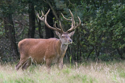 Toen ik dit hert tegen kwam stond die lekker te grazen.
Voor meer foto's van dit hert zie mijn site.