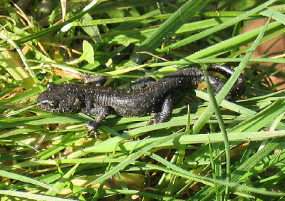 Deze salamander kwam ik tijdens mijn werk tegen in een put.
Ik kan alleen niet gevonden krijgen welke soort het nu eigenlijk is.
Hij is al van een paar maanden terug, maar toch maar ik wou hem plaatsen.