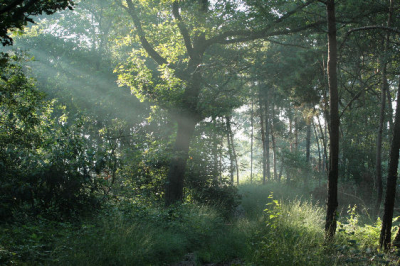 Tijdens een lekkere ochtend wandeling in de bossen.