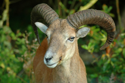 Gisterochtend met mijn zoonthje de duinen in. weer een prachtig avonyuur met IJsvogeltjes spechten, herten en reen. Deze Moeflon spurtte eerst weg toen hij ons in de gaten kreeg, maar brutaal als hij was kwam hij nieuwsgierig een kijkje nemen, liet zich portretteren en verdween toen.  wat een geluk...