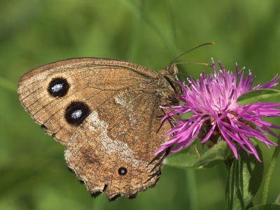 Deze pracht van een vlinder heb ik 2x mogen zien in Oostenrijk. Dit is het vrouwtje, het mannetje is wat donkerder, die heb ik ook gezien, maar helaas niet mooi kunnen fotograferen. 

Nikon D70 + Sigma 180/3.5

Op mijn site zal ik regelmatig wat nieuws uploaden, en is na verloop van tijd de hele serie te zien.