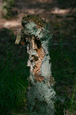 <i class='fa fa-user'></i> Art | Dood hout  <i class='fa fa-eye'> 75</i>   <i class='fa fa-comment-o'> 2</i>