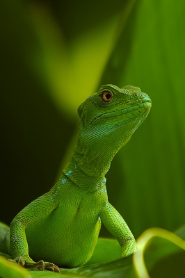 Nog maar n uit mijn vakantie in Costa-Rica prachtige beesten zijn dit om te fotograferen......