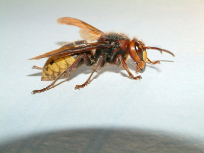 Deze "sukkelaar" hebben wij gevonden in onze keuken.
Helemaal verzwakt heb ik er toch een paar foto's kunnen van nemen. Hier zie je hem op het karton voor hem buiten te brengen. Op diezelfde avond kwam ik dan in mijn kamer, tot mijn grote verwondering zat er nog een hoornaar.Toch eens rap buiten gaan kijken als het niet dezelfde was, niet dus... Deze heeft het helaas moeten bekopen met zijn leven, want deze bij de vleugels vastnemen en buiten doen zag mijn schoonbroer en ik niet zitten, zeker met een kindje erbij die nog geen jaar oud is.