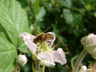 De bij die nectar verzameld.