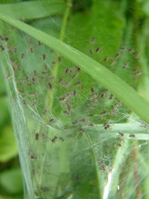 In de wei had ik een nest spinnetjes gevonden, vraag mij niet welke het zijn.Eerst zaten ze allemaal bij elkaar maar door mijn 'onhandigheid' zat ik tegen het blad dat je in de voorgrond ziet; Hierdoor ze begonnen te splitsen, waardoor ik dan toch een leuke foto heb.