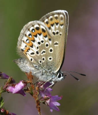 <i class='fa fa-user'></i>&nbsp;Harm digitaal&nbsp;| Heideblauwtje&nbsp; <i class='fa fa-eye'>&nbsp;253</i> &nbsp; <i class='fa fa-comment-o'>&nbsp;1</i>