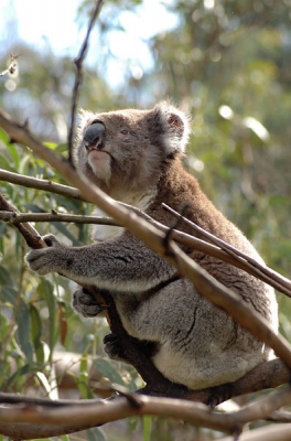 We reden een stukje, toen zagen we Koala's we stopten en zagen toen Koala's van vijf meter afstand. Er zaten zes Koala's, dit was de mooiste foto die ik gemaakt had.