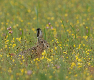 Tijdens mijn vakantie in het voorjaar trof ik een authentiek nat grasland met veel bloemen. Naast veel vogels die ik hier heb gefotografeerd, kwam op een zeker moment ook een haas voorbij.