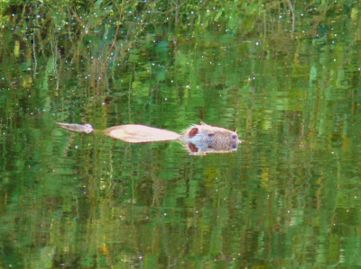 volgens mij was hij aan het zonnen, hij lag muisstil in het water. Ik vind die spiegeling wel leuk.