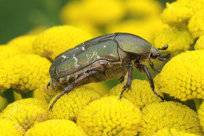 Hallo, mijn naam is Martin en plaats mijn eerste foto op Nederpix. Ben sinds een week in het bezit van een macro objectief, Tamron 90 mm. Ben best tevreden over mijn eerste resultaten, maar hoor graag opbouwende kritiek van jullie, ook mijn kennis op insektengebied is nog niet geweldig, wellicht kunnen jullie me waar nodig corrigeren.