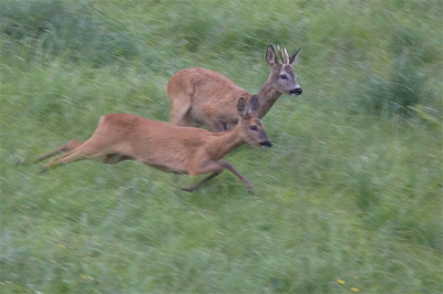 In Duitsland kon ik vanauit de auto mooi de reeënbronst volgen.
Het was niet zomaar een klein rondje wat de dieren hier achter elkaar aan renden. In vol galop ging het van het ene veld naar het andere!!
Deze vrij jonge bok had een exemplaar met een groter gewei blijkbaar verdreven en ging de geit achterna.
