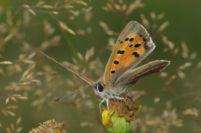van de weinige vlinders die je hier nog momenteel ziet, is de kleine vuurvlinder er een van.
Pentax K10 D Tamron 90 mm.  diafragma 13 sluitertijd 125 sec. bijgeflits. uit de hand.
