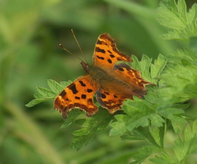 <i class='fa fa-user'></i>&nbsp;Agnes Bax&nbsp;| Gehakkelde Aurelia&nbsp; <i class='fa fa-eye'>&nbsp;222</i> &nbsp; <i class='fa fa-comment-o'>&nbsp;0</i>