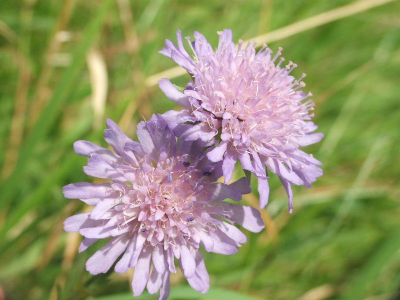 mooie bloem om te zien.in mijn eigen omgeving (de veluwe) ben ik ze nog niet tegengekomen.