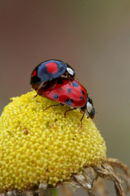 Dit is de 1e keer dat ik twee lieveheersbeestjes zie paren (en nog wel twee soorten). Hoe zullen de nakomelingen eruit zien? Zie marcduiker.zenfolio.com voor meer foto's.