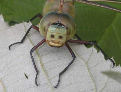 <i class='fa fa-user'></i>&nbsp;Colinda v/d Flier&nbsp;| Grote Keizerlibel&nbsp; <i class='fa fa-eye'>&nbsp;248</i> &nbsp;<i class='fa fa-thumbs-up'>&nbsp;2</i> &nbsp; <i class='fa fa-comment-o'>&nbsp;5</i>