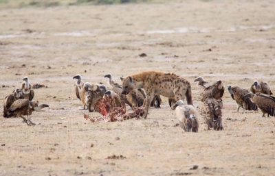 Gisteren beloofde ik meer! Vandaag het eerste vervolg! De Gieren hielden deze Hyena met ontzag in gaten terwijl restanten van een Wildebeest werden gegeten.