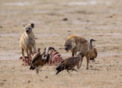 Als de Hyena's met meerderen zijn wordt het voor de Gieren lastiger. Toch geven ze niet allemaal op!