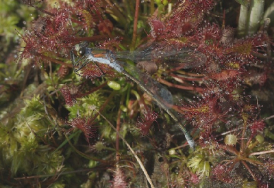 Opgegeten worden door een plant, het zal je maar overkomen.
F13, 125 sec. ISO 250, bijgeflitst uit de hand