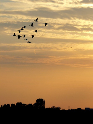 Grauwe ganzen in het avondrood