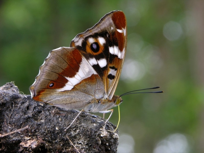 Mijn eerste foto op nederpix! De Grote weerschijnlinder had ik al zeker 10 jaar niet meer gezien. Dit jaar speciaal op zoek geweest en deze vlinder op 3 locaties gezien. En mannetje kunnen fotograferen die steeds weer terug kwam op een vossenkeutel. Op de volgende foto is ook een deel van de bovenkant van een vleugel zichtbaar.
Formaat niet gewijzigd, wel contrast iets verhoogd. Nikon coolpix 8700, 57 mm, F 6,5. 1/19 sec., iso 50, 0,7 stop onderbelicht.