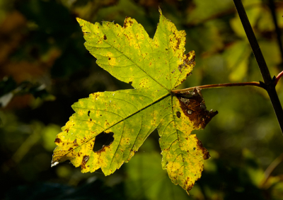 <i class='fa fa-user'></i> Richy | Herfst  <i class='fa fa-eye'> 62</i>   <i class='fa fa-comment-o'> 0</i>