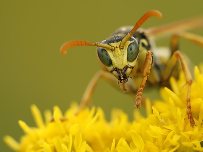 Tussen de zweefvliegen en de hommels zat n mannelijk exemplaar van de Franse veldwesp. Foto is genomen met Sigma 150 mm en tussenring van 36 mm.