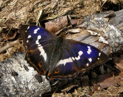 Door het harde licht en de nogal rommelige ondergrond vind ik de andere foto van deze vlinder mooier.