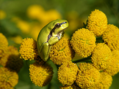 Een heel jonge boomkikker op Boerenwormkruid. Door mijn boomkikkermonitoringonderzoek in de Achterhoek krijg ik veel boomkikkers te zien. In sommige plekken kun je de jonge boomkikkers vaak op bloemen zien zonnen (en insecten eten??).