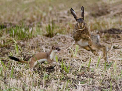 Nature picture: 1. Mustela erminea / Hermelijn / Stoat