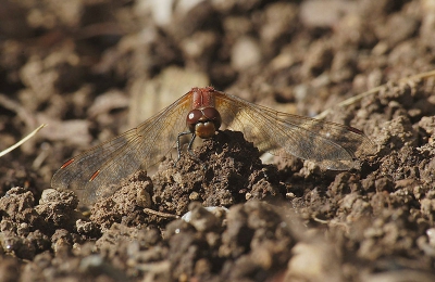 <i class='fa fa-user'></i> Jan Luit | Sympetrum obtrusum  <i class='fa fa-eye'> 88</i>   <i class='fa fa-comment-o'> 2</i>