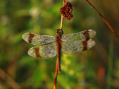 In de ochtenddauw met een ochtendzonnetje, minimaal bewerkt.