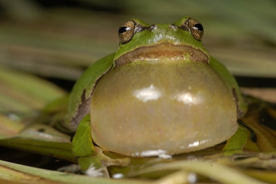 Ik zie op Nederpix heel veel boomkikkers voorbij komen. Terecht, want ze zijn fotogeniek. Wat ik bijna niet zie zijn roepende boomkikkers. Vandaar deze foto, die alweer uit het voorjaar stamt. Eindelijk een zonder hinderlijke sprieten.
Het lukt niet vaak, maar na veel geduld en een nat pak...
D200, 105mm, f/16, 2 flitsers, nachtopname