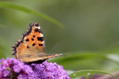 Aangenaam verrast was ik toen deze Grote Vos zich liet bewonderen op de buddleia in m'n tuin. Het was tevens een nieuwe soort.