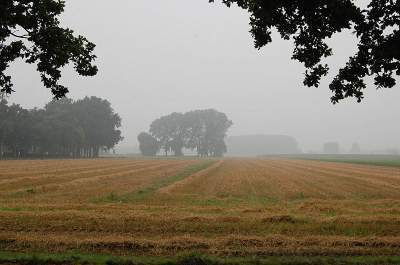 <i class='fa fa-user'></i> Bert Veerman | Nevel in de polder  <i class='fa fa-eye'> 86</i>   <i class='fa fa-comment-o'> 2</i>