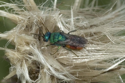 dit kleine insekt viel me op door de intense kleur, anders was ik er misschien aan voorbij gelopen.
Tamron 90 mm. F 13, 1/125 sec. 50 % van origineel bijgeflitst iso 250