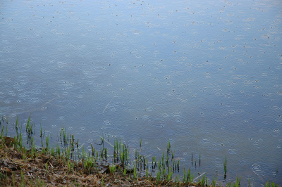 <i class='fa fa-user'></i> Elisa | (Regen)water  <i class='fa fa-eye'> 132</i>   <i class='fa fa-comment-o'> 7</i>